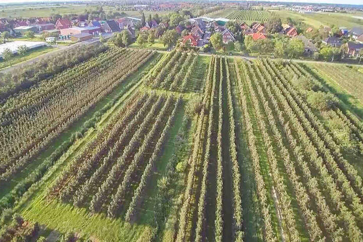 Das Alte Land ist durch Obstanbau geprägt.