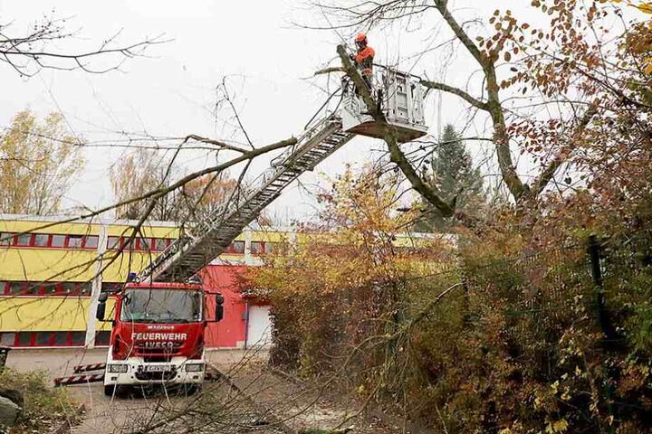 Vor einem Jahr angekündigt, gestern umgesetzt: Feuerwehrleute lichten den Baumbestand auf dem Spielplatz.