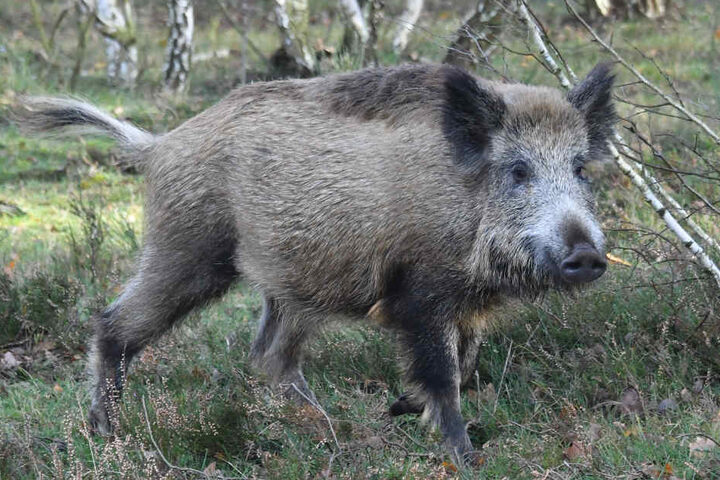 Mehrere Fußgänger stürzten wegen des Wildschweins (Symbolfoto).