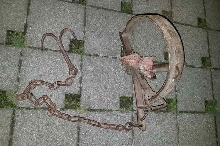 In diese Falle tappte die Katze.