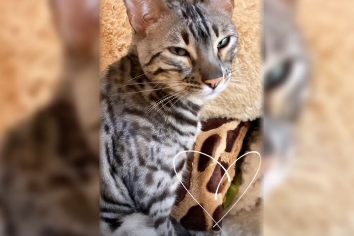 Diese Liebeserklärung an ihren Kater Simba veröffentlichte Anastasiya Avilova am späten Sonntagabend.