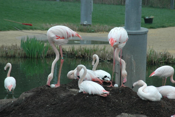 Die anderen Flamingos brüten noch ihre Eier aus.