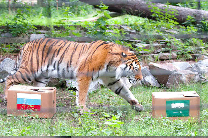 Das sieht nach Unentschieden aus: Tiger Wolodja hat keines der beiden Teams als klaren Favoriten im Visier.