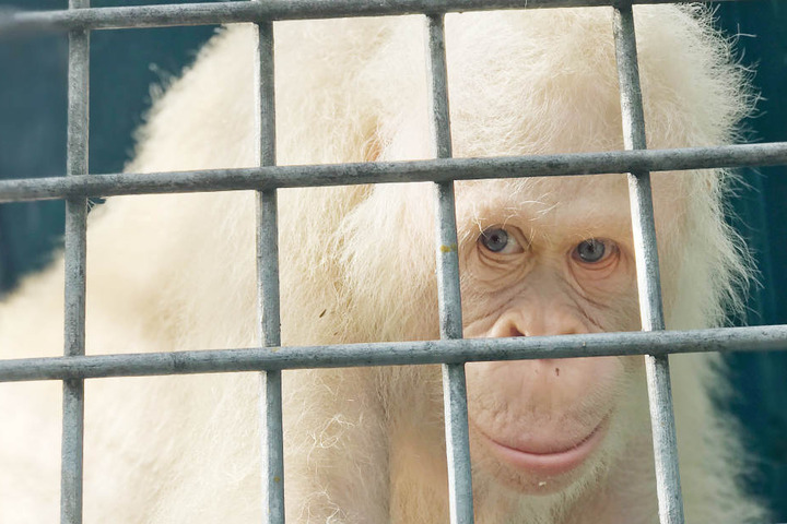 Die Tierschutzorganisation BOS (Borneo Orangutan Survival) will das Weibchen in einigen Monaten auswildern.