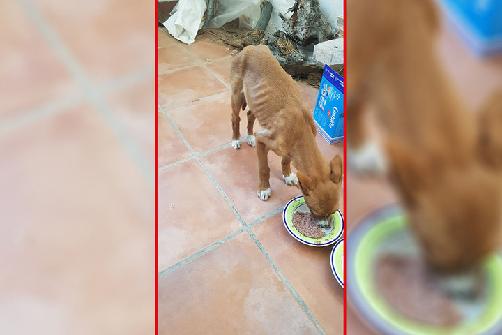 Auf ihrer Finca versorgt Christiane auch Straßenhunde, schenkte Mischling "Blue" ein neues Zuhause.