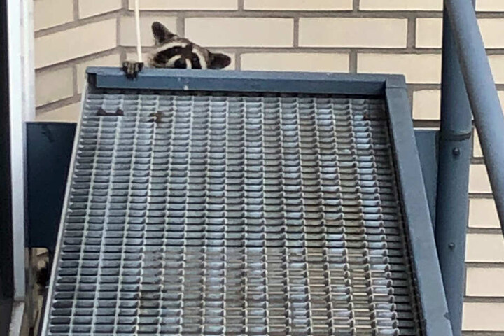 Dieser Waschbär wurde kürzlich in Düsseldorf in mehreren Metern Höhe entdeckt.