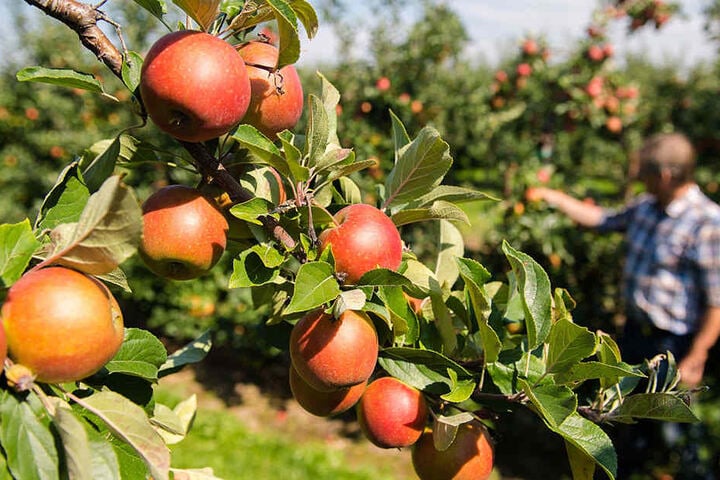 Reicht das? Ein Obstbauer inspiziert seine Ernte. (Symbolbild)