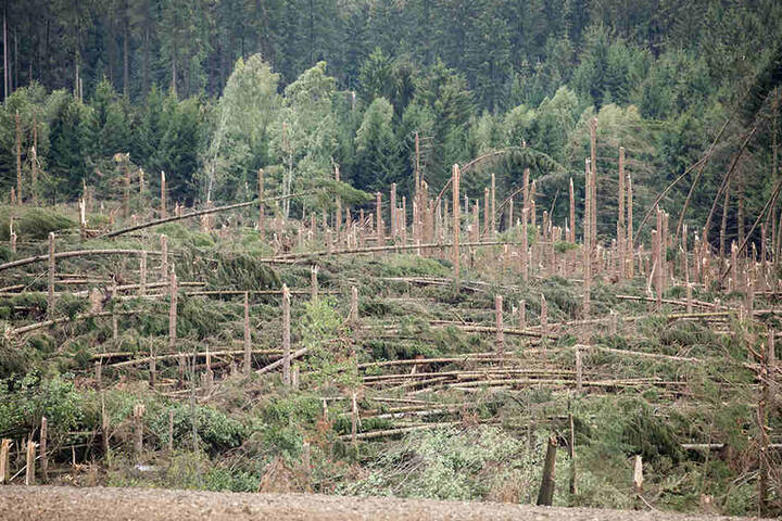 Offenbar eine Windhose zerstörte dieses Waldstück bei Brünlos.