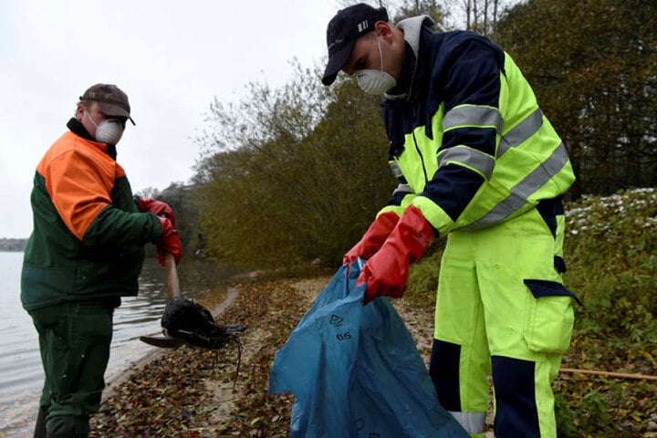 Nahe Konstanz am westlichen Bodenseeufer waren mehr als 30 tote Reiherenten gefunden worden.