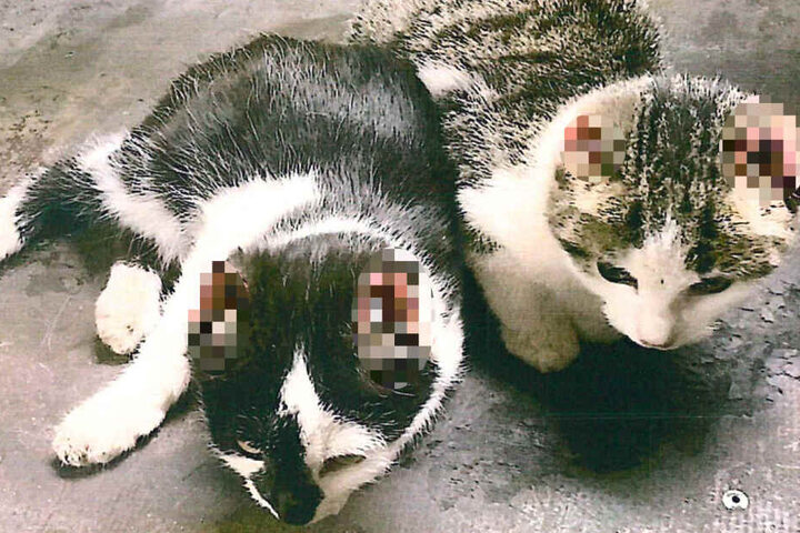 Die Katzen mussten schwere Qualen erleiden, die Polizei sucht Hinweise auf die Täter.