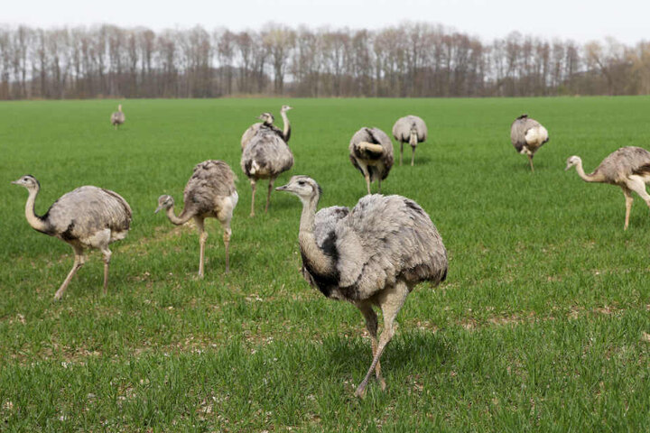 Eine Herde wilder Nandus sucht auf einem Feld in Mecklenburg-Vorpommern nach Nahrung.