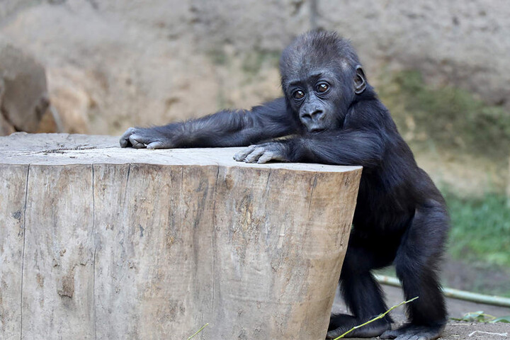 Auch das kleine Gorilla-Mädchen Kianga wird immer mobiler und neugieriger.