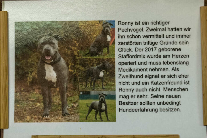 Wer fasst sich ein Herz und adoptiert den zwei Jahre alten Rüden?