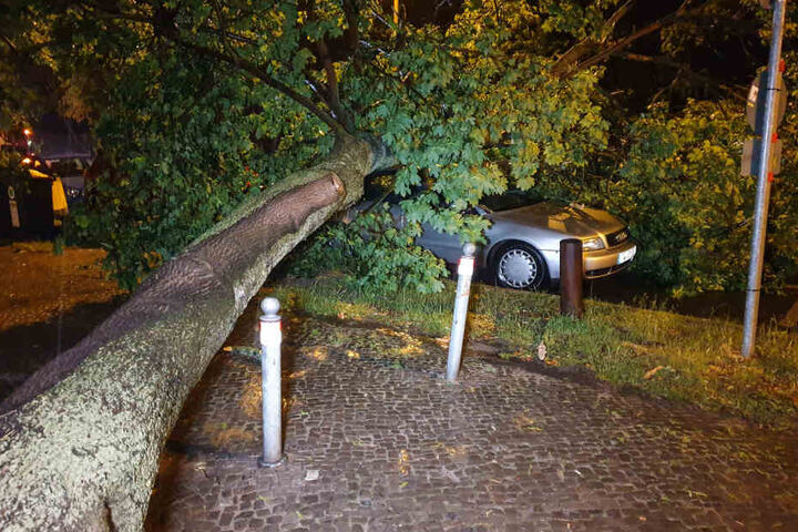 In Potsdam stürzte ein Baum auf ein parkendes Auto.