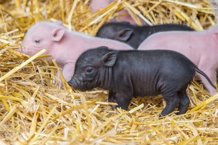 Der Zoo der Minis hat Schwein gehabt! Dieses Jahr stürmen besonders viele Besucher nach Aue.