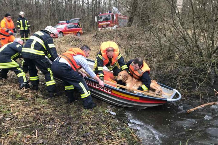 Zum Glück konnte die Feuerwehr den Hund rechtzeitig aus dem Wasser ziehen.