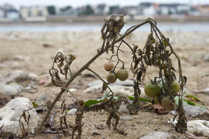 Die Samen stammen aus Kläranlagen oder Küchenabfällen von Schiffen.
