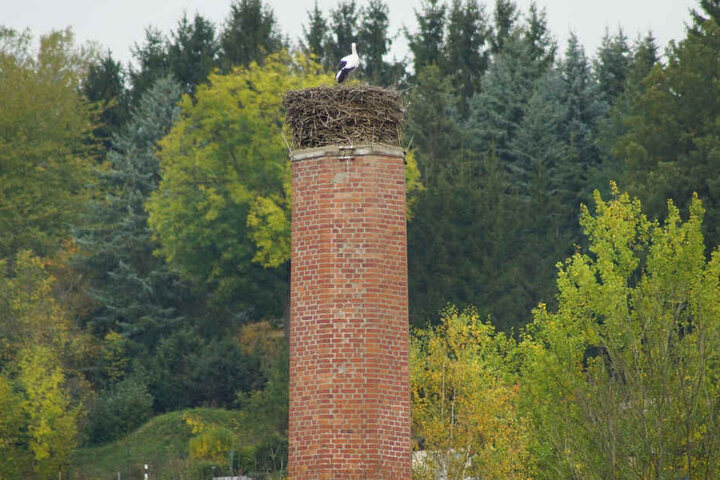 Einsam sitzt er in seinem Nest auf einem Schornstein: Der gefiederte Kirchberger hat wohl den Abflug verpasst.