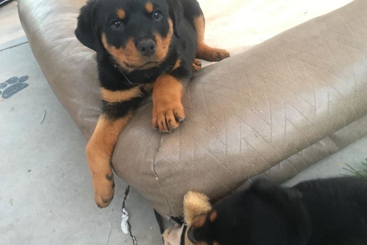 Die Rottweiler-Welpen sind wieder wohl auf.