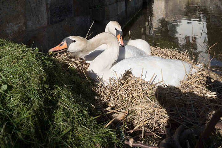 Diese beiden Schwäne leben seit 2008 am Schönfelder Schloss.