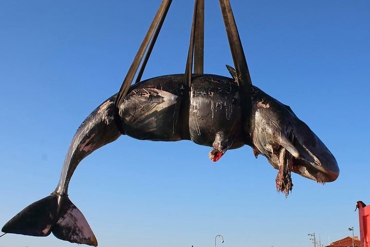 Toter Walfisch an der Küste von Sardinien.