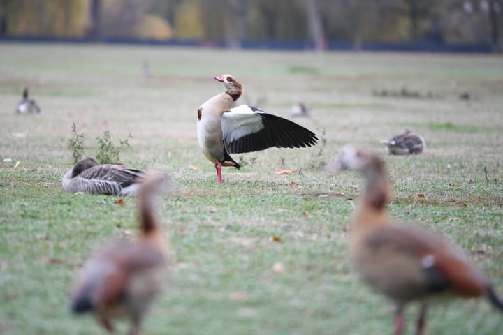 Die Nilgänse erleichtern sich unterdessen weiterhin ungestört auf den Liegewiesen.