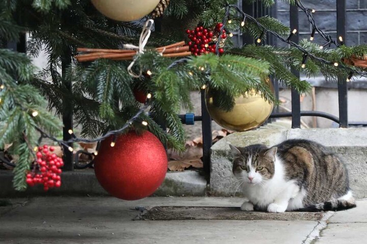 Kugeln und andere Deko kann den Katzen nichts anhaben.