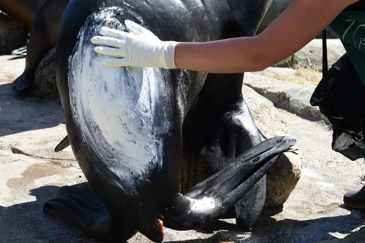Die 150-Kilo-Seelöwin aus Uruguay hat eine Sonnenallergie, aber die Salbe mindert den Juckreiz.