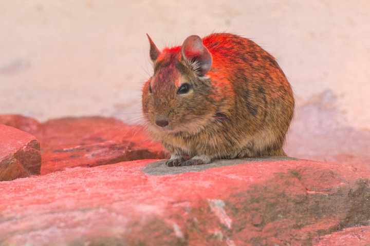 Unter der Wärmelampe hat es sich eines der Tiere gemütlich gemacht.