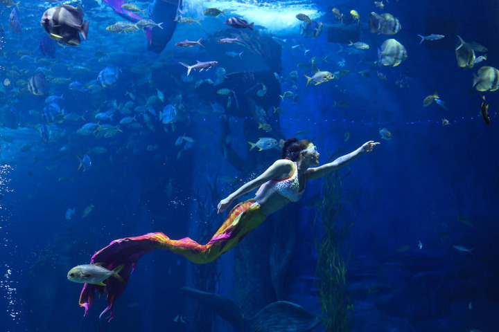 Zieht euch die Flossen an und ab geht es unter Wasser. (Symbolbild)
