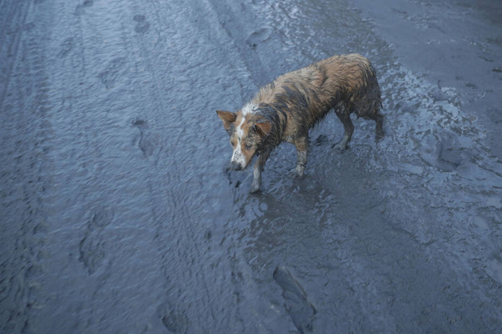 Ein Hund geht über eine mit Asche bedeckte Straße.