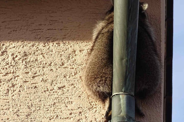 Der Waschbär hatte sich zwischen einer Hauswand und einem Rohr eingeklemmt.