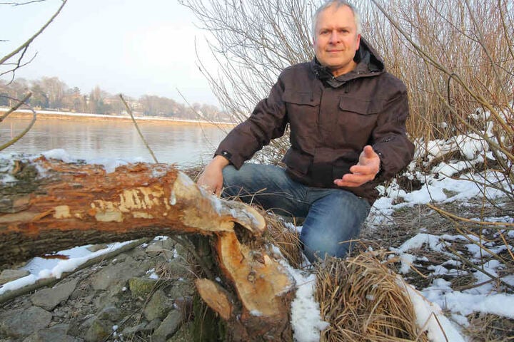 Gut Holz! Dresdens Bibermanager Harald Wolf (52) freut sich über citynahen Nagerzuwachs.