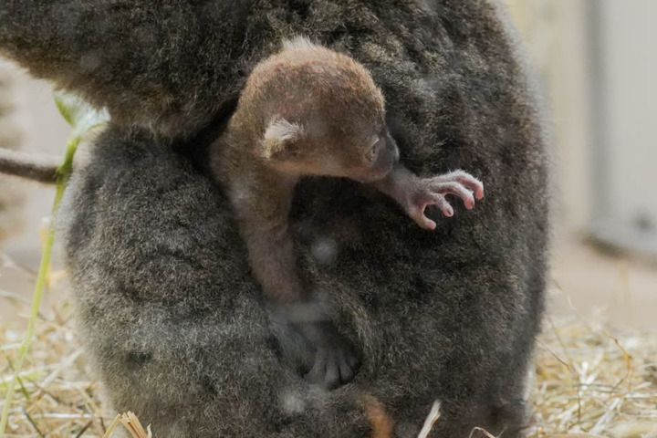 Schon bald wird der große Bambuslemur seine Umgebung erkunden.