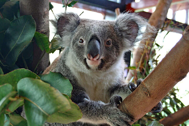 Neugierig schaut das Koala-Weibchen zwischen den Ästen hervor.