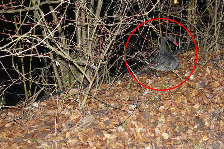 Der schwarze Schwan hat in Detmold für einen Einsatz der Feuerwehr gesorgt.