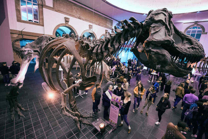 Das Senkenbergmuseeum ist eines der größten Naturkundemuseen in Europa.