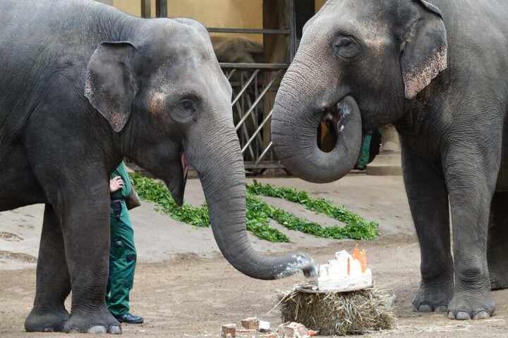 Mit einer tiergerechten Geburtstagstorte hat der Tierpark den 40. Geburtstag seiner Elefantendame Yashoda gefeiert.