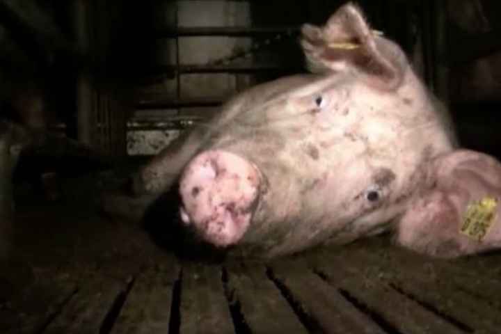 In dem Betrieb werden hunderte Schweine auf engstem Raum gehalten.