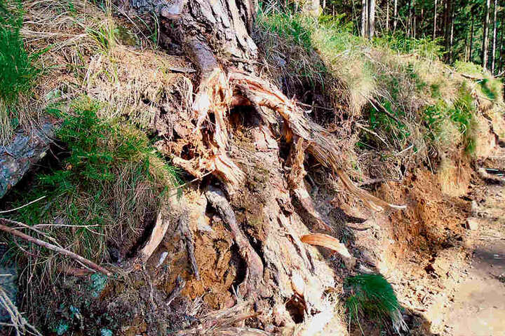Hoffentlich nimmt der Baum den Waldarbeitern diese „Wurzelbehandlung“ nicht
krumm.