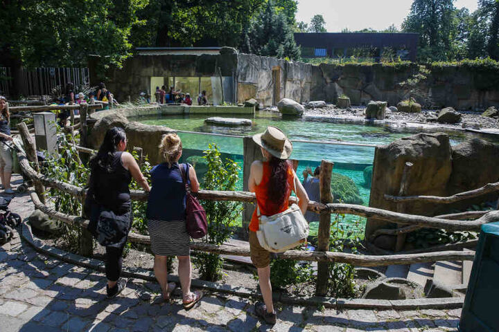 Die Pinguine gehören zu den Publikumslieblingen.