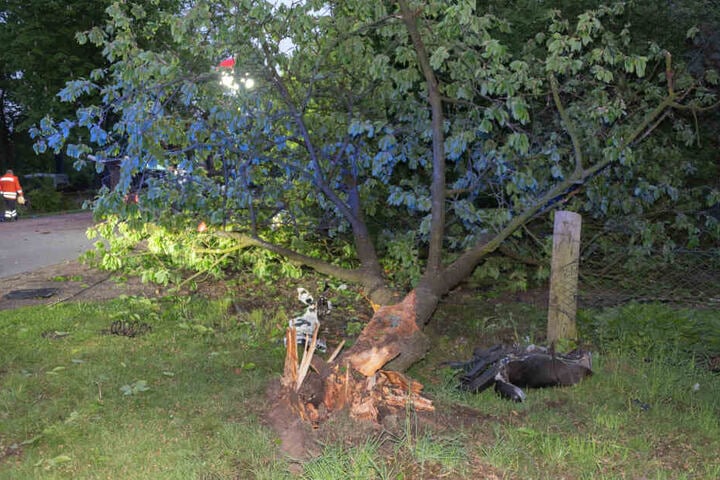 Gegen diesen Baum wurde das Fahrzeug geschleudert.