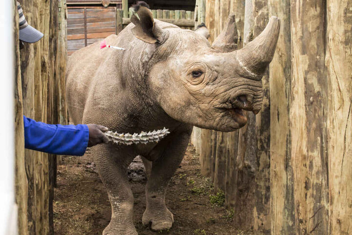 Im südafrikanischen Addo-Elephant-Park wurden Nashörner bereits gefangen und im Tschad wieder ausgesetzt. So sollen sie wieder in größeren Teilen Afrika beheimatet werden.