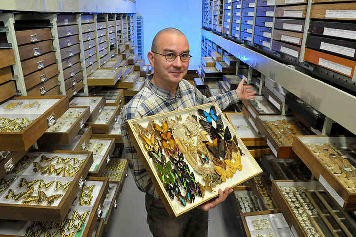 Zoologe Sven Erlacher (43) verwahrt im Magazin des Naturkundemuseums rund 250.000 Falter.