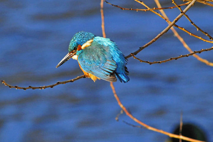 Ein Eisvogel sitzt am Wasser - 21 Brutpaare gibt es derzeit in Leipzig.