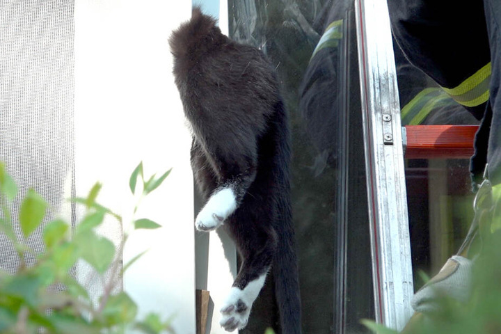 Von der Katze waren nur noch Hinterbeine und Schwanz zu sehen.