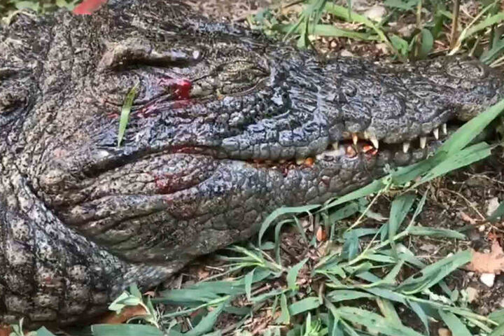 Das Krokodil wurde eingeschläfert.