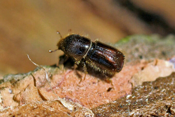 So sieht der derzeit größte Feind der sächsischen Waldbesitzer aus: Ein Borkenkäfer krabbelt über eine Fichte.