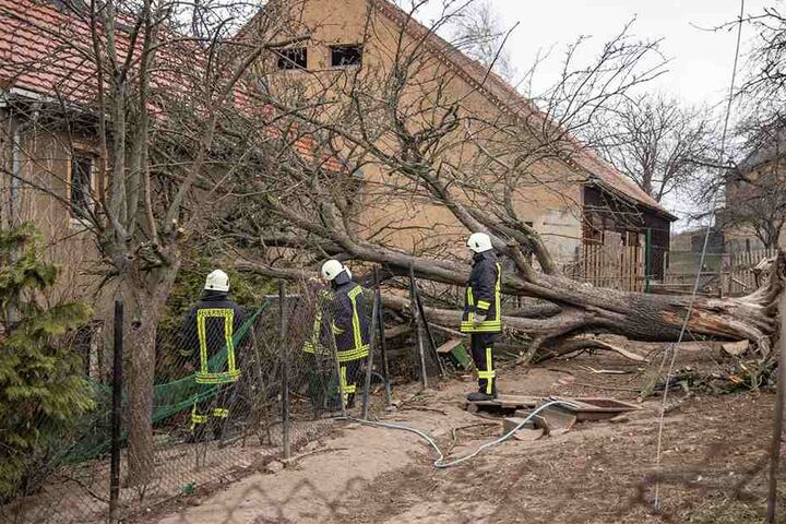 Ein Baum kippte aufs Dach eines Familienhauses.