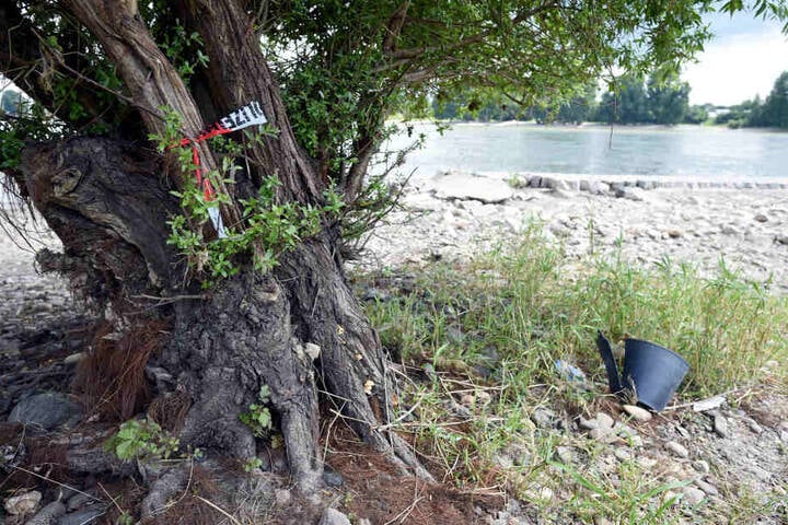 Die zerteilte Leiche wurde am Rhein entdeckt.